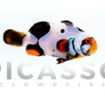 Onyx Picasso Clownfish