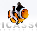 onyx-picasso-clownfish-12