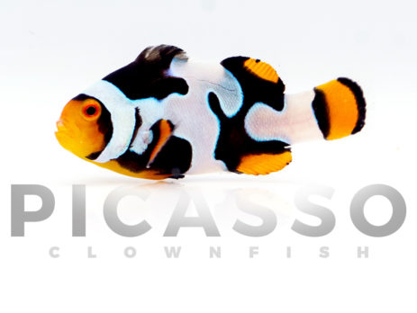 ricky the clownfish 24 inch