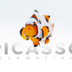 Helmet Picasso Clownfish