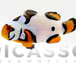 picasso-clownfish-9